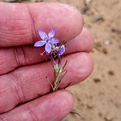 Eriastrum densifolium