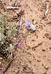 Eriastrum densifolium