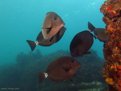 Prionurus microlepidotus