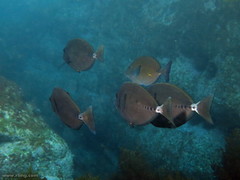 Prionurus microlepidotus