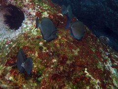 Prionurus microlepidotus