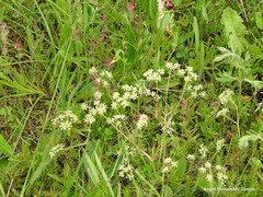 Seseli montanum