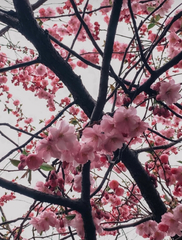 Prunus