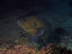 Acanthistius ocellatus