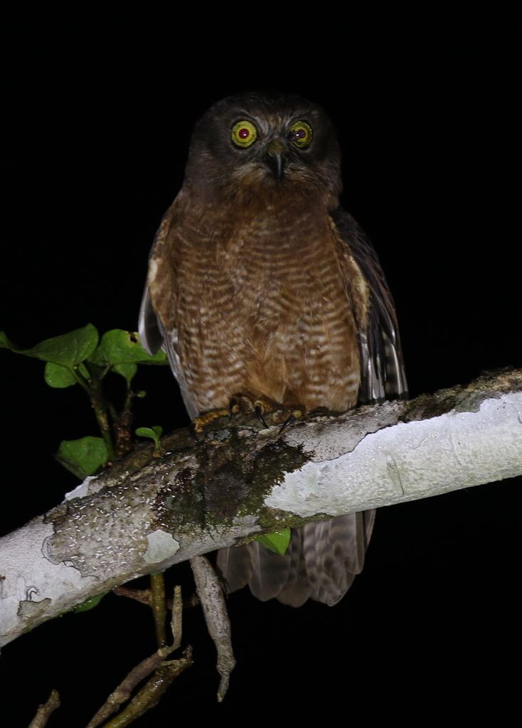 Halmahera Boobook photo