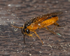 Pristiphora subbifida