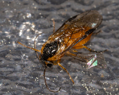 Pristiphora subbifida