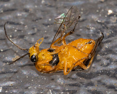 Pristiphora subbifida