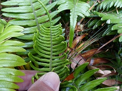Blechnum durum