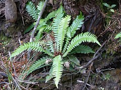 Blechnum durum