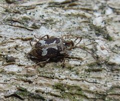 Ptinomorphus imperialis