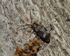 Ptinomorphus imperialis