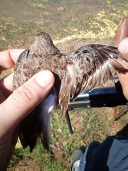 Calidris