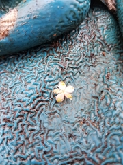 Phytolacca heterotepala