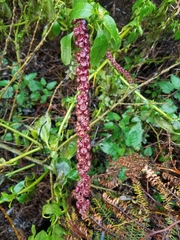 Phytolacca heterotepala