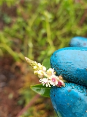 Phytolacca heterotepala