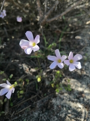 Oxalis dentata