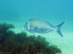 Nemadactylus douglasii