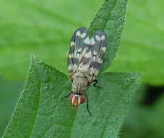 Otites centralis