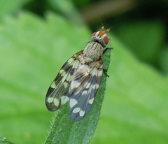 Otites centralis