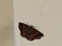 Thysanopyga apicitruncaria