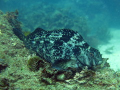 Aplodactylus lophodon