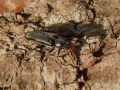 Osphya bipunctata