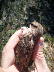 Calidris
