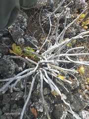 Ceropegia dichotoma image