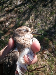 Calidris
