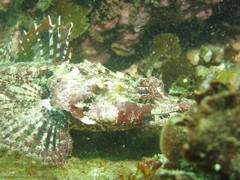 Thysanophrys cirronasus