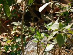 Sceloporus variabilis