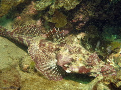 Thysanophrys cirronasus