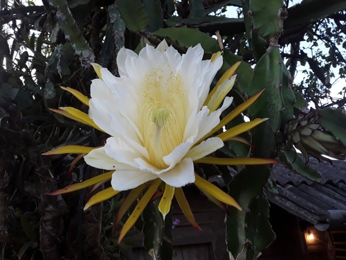 Dragon Fruit