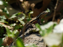 Sceloporus variabilis