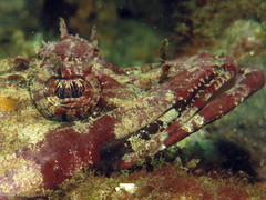 Thysanophrys cirronasus