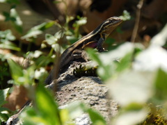 Sceloporus variabilis