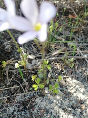 Oxalis dentata