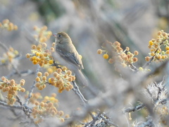 Passerina versicolor