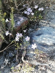 Oxalis dentata