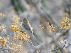 Passerina versicolor