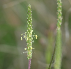 Plantago holosteum