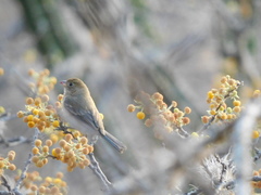 Passerina versicolor