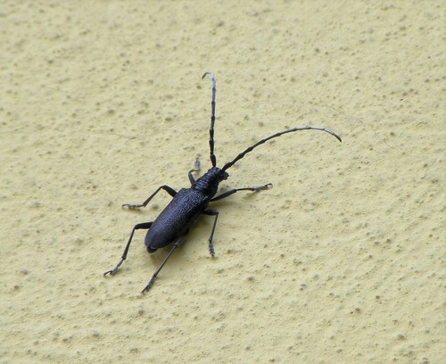 Capricorn beetle, 767 01 Kroměříž, Česko, photo 3 of 10