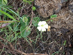 Thunbergia capensis