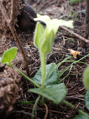 Thunbergia capensis