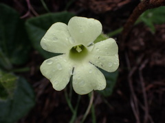 Thunbergia capensis
