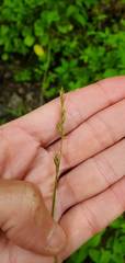 Carex bromoides bromoides