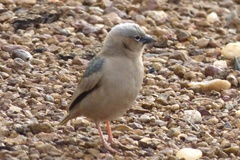 Pseudonigrita arnaudi