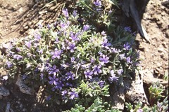 Collomia debilis trifida